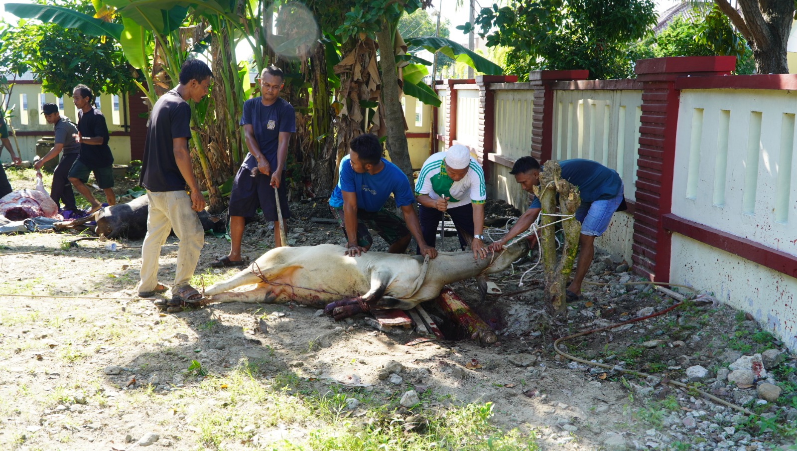 qurban1